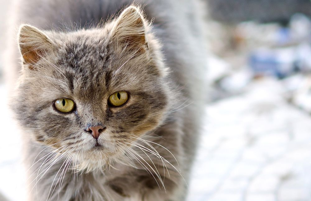 Бородатый кот....