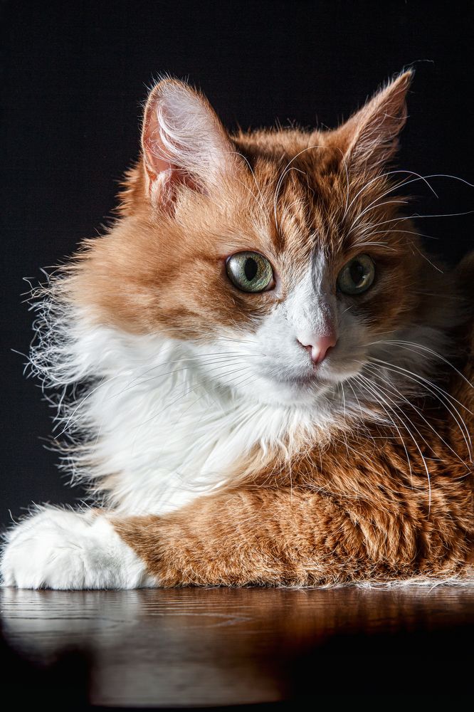 Фотография автора Герц Дмитрий