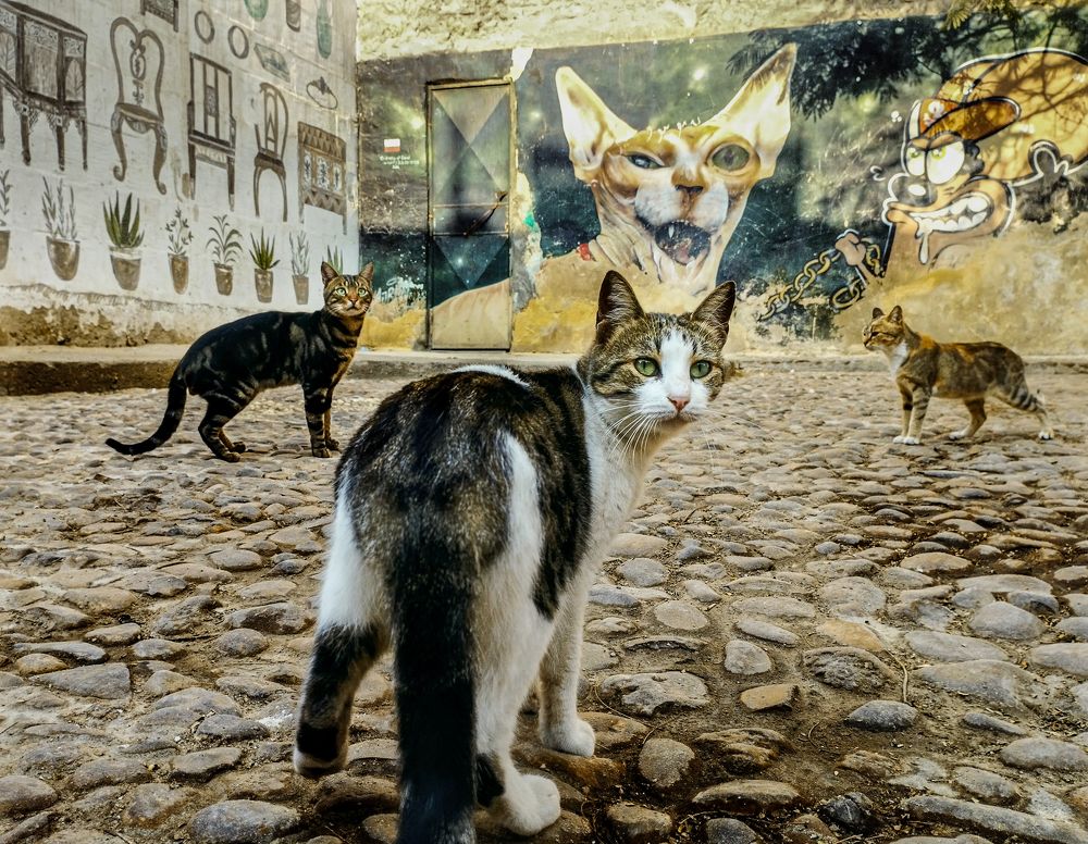 City of cats