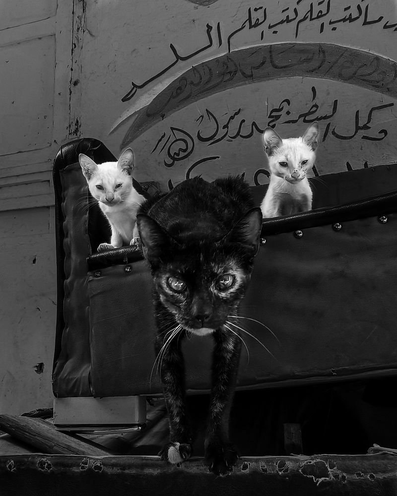 Фотография автора Ahmed Flex