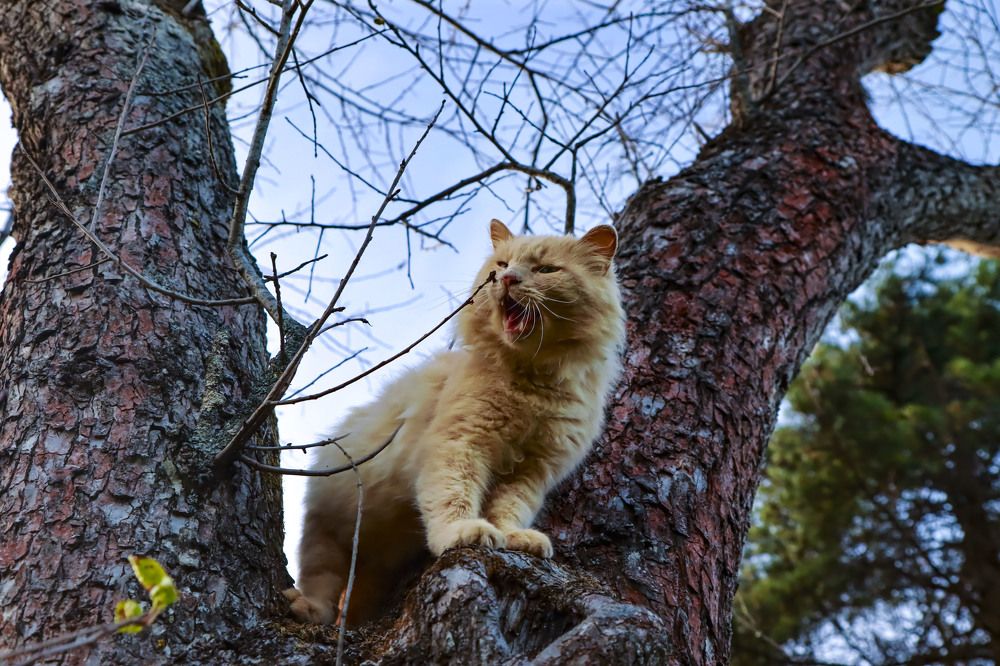 Photograph by Нина Ларина