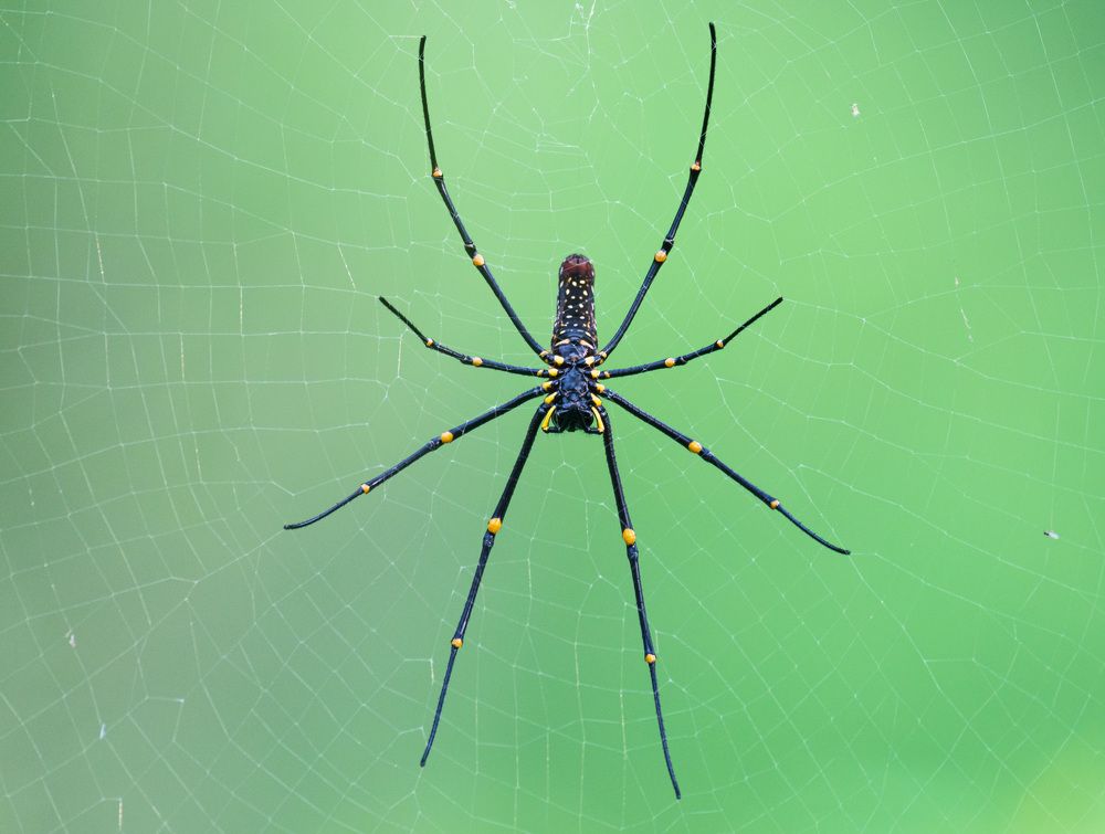 Photograph by Ranjith Kumar