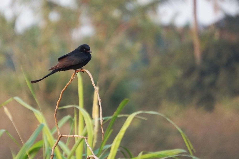 Photograph by Prabhu Viswanathan