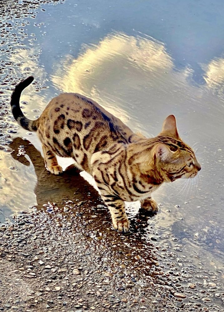 Фотография автора ГУЗАЛИЯ ГАНИЕВА