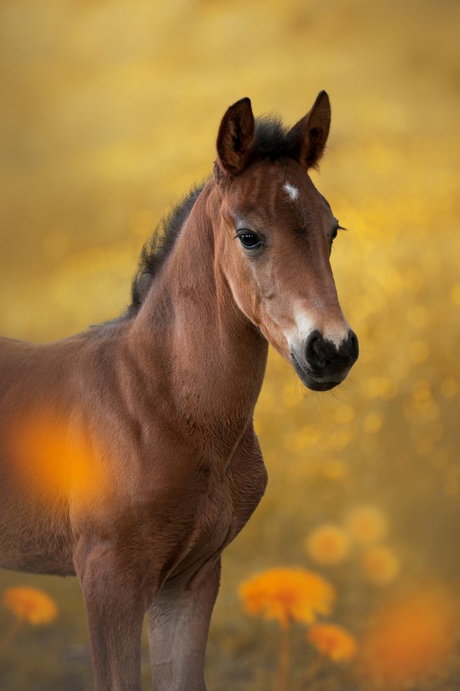 Фотография автора Олеся Евгеньевна