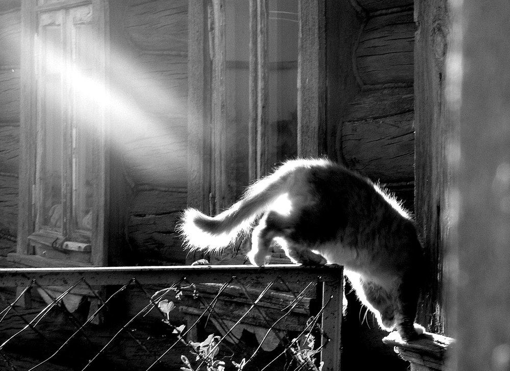 В лучах заката.