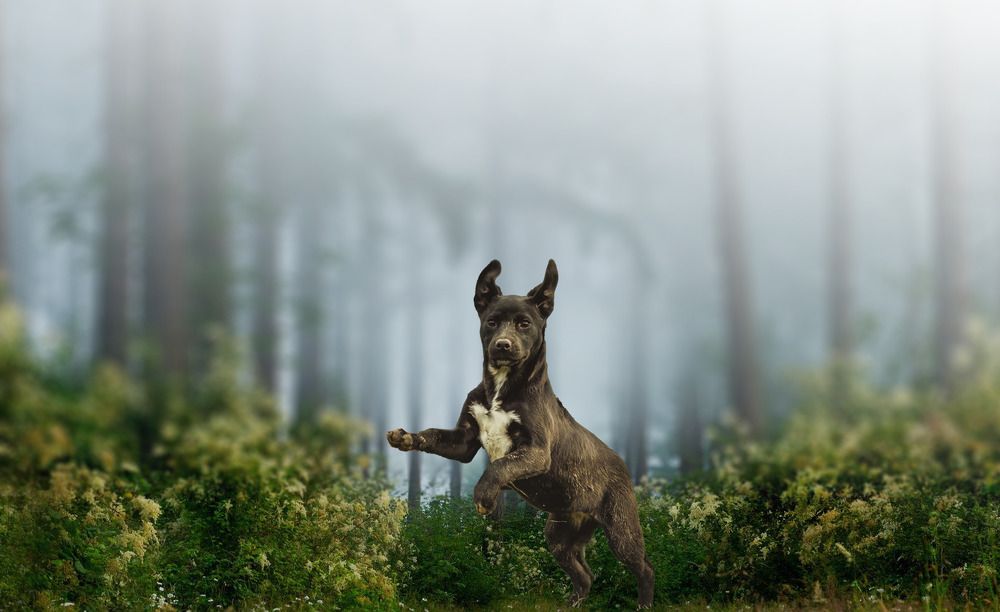 Photograph by Ivan Mandic