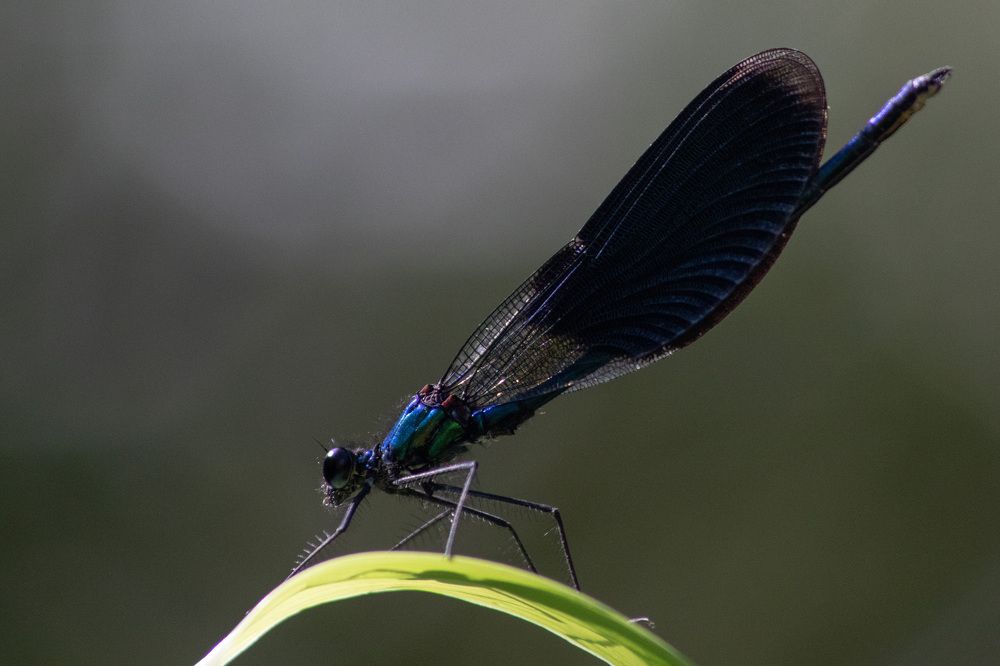 Фотография автора Ivan