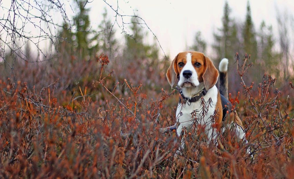 Photograph by Ирина Ахбаш