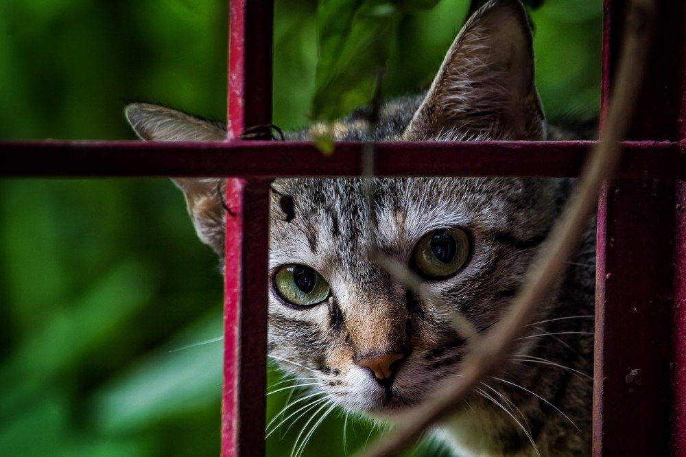 Photograph by Jaspreet Singh