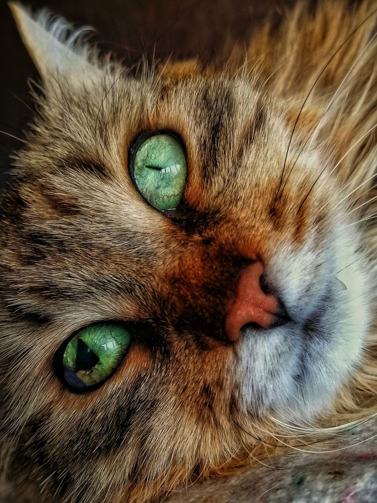 Лелик. Кот, чудом спасенный с улицы.