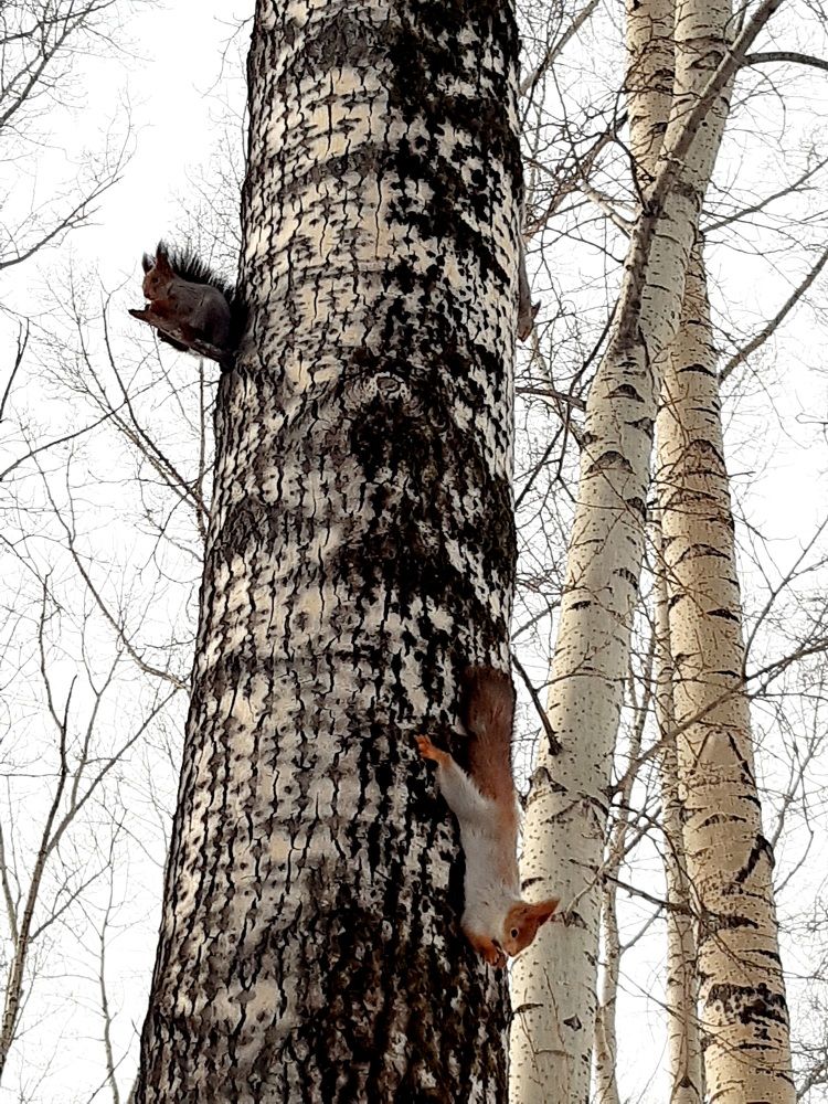 Фотография автора Наталья Шендяпина