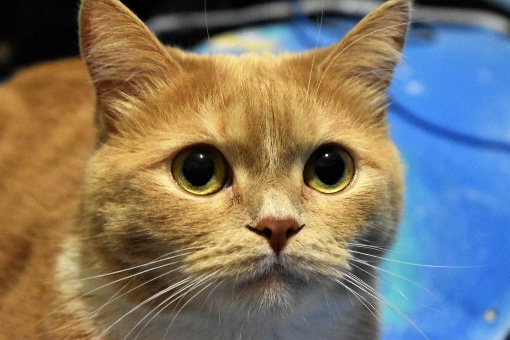 Photograph by Ирина Фирсова