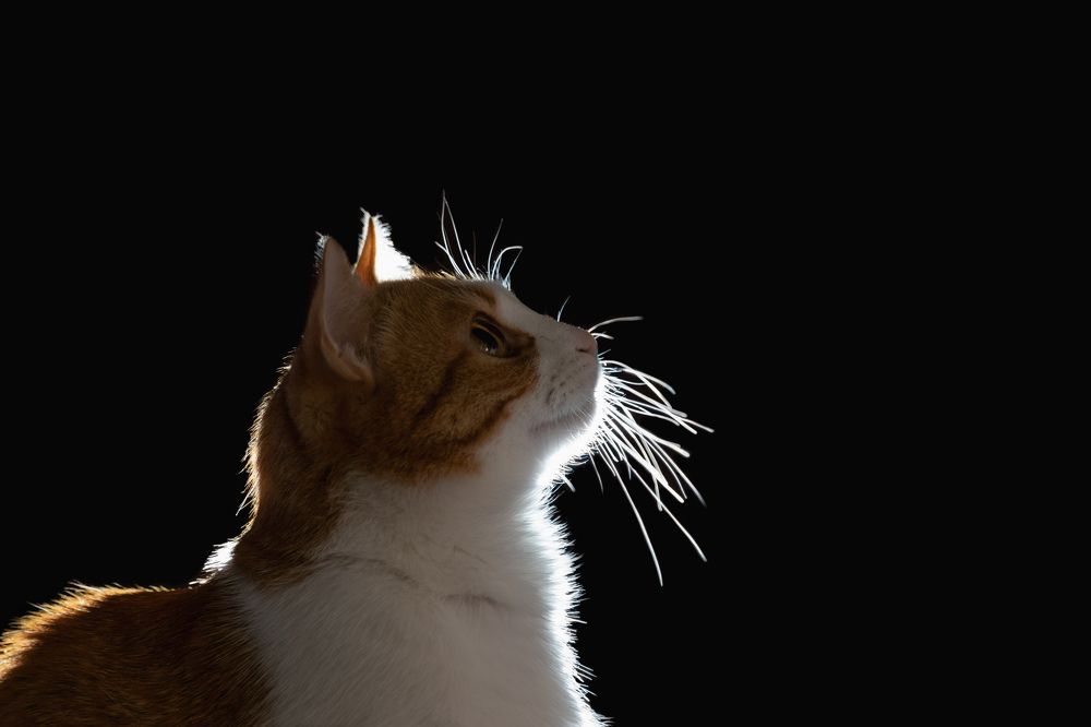 Photograph by Юлия Микульская