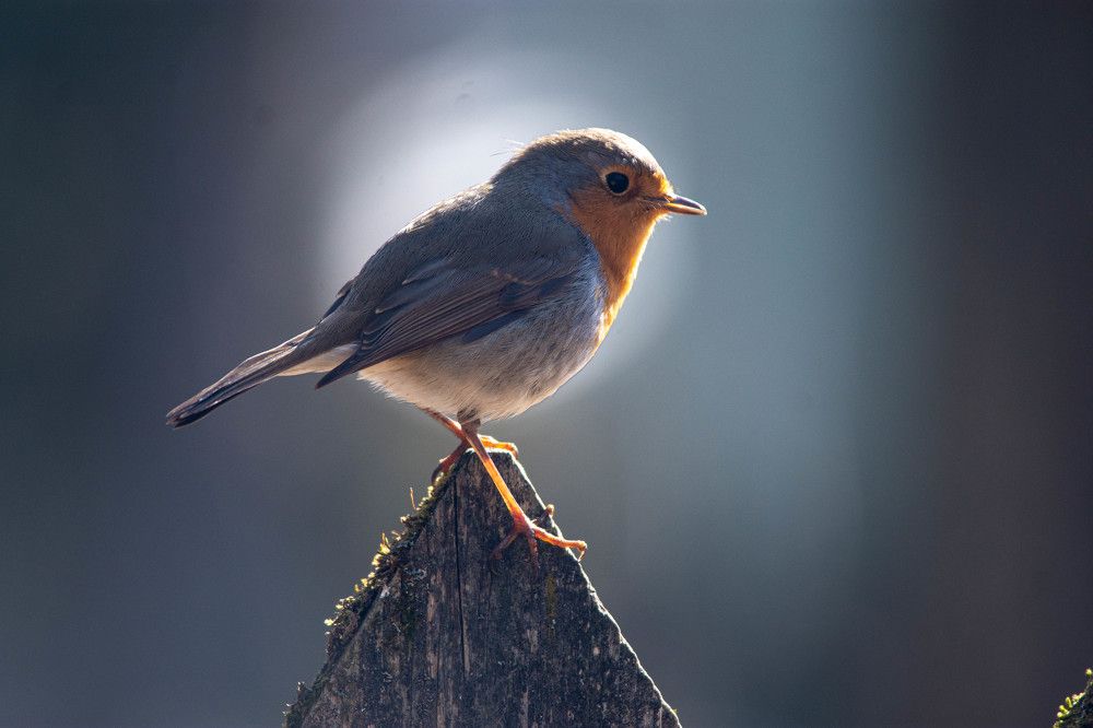 Photograph by Александр Алексеев