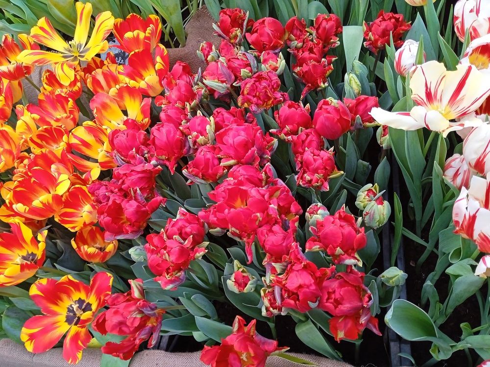 Photograph by Алия Хафизова