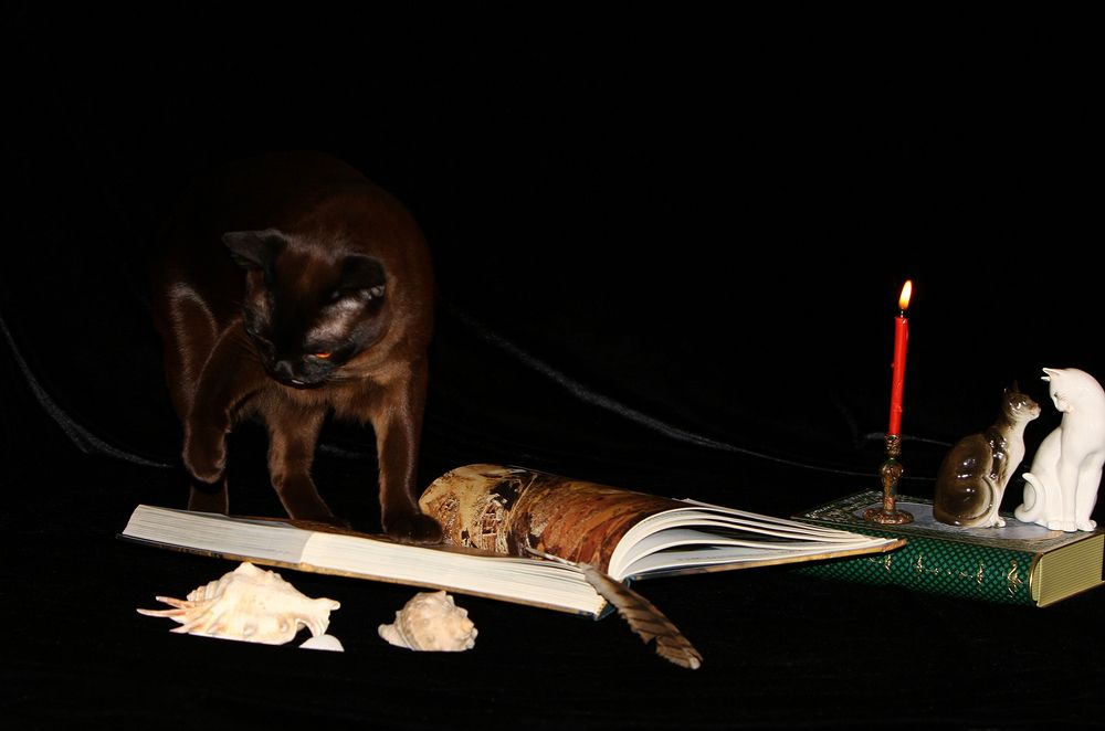 Фотография автора Надежда Лисицына