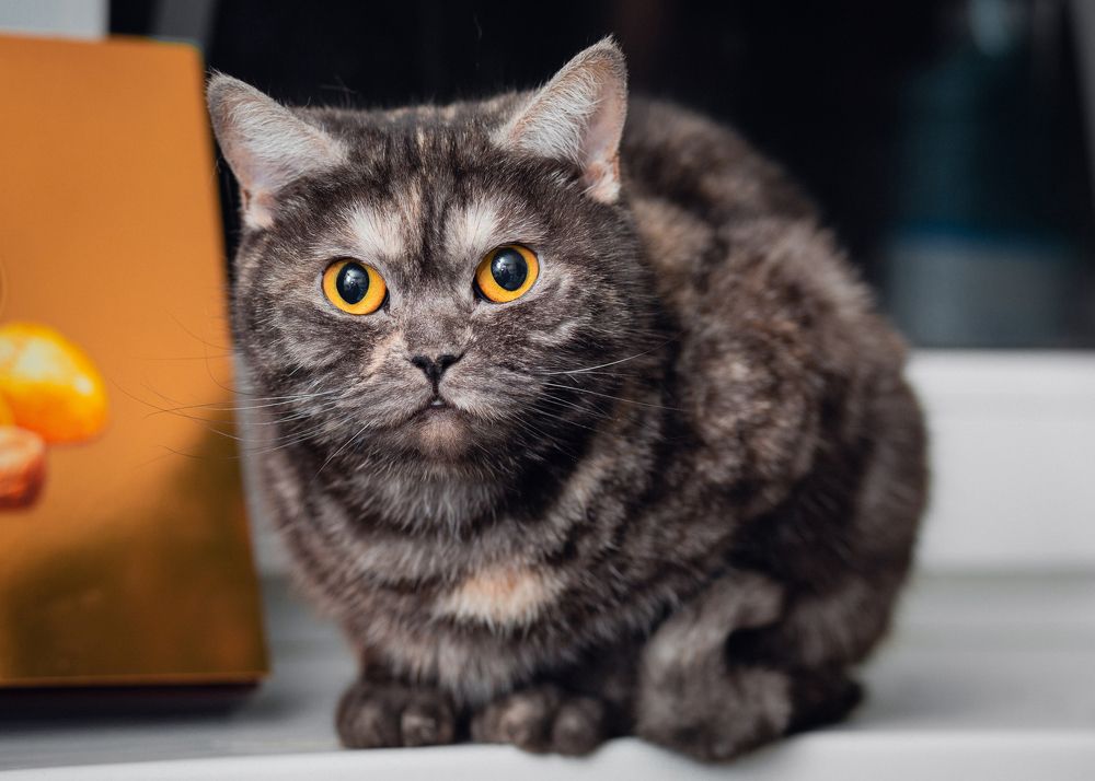 Photograph by Юрий Кущий