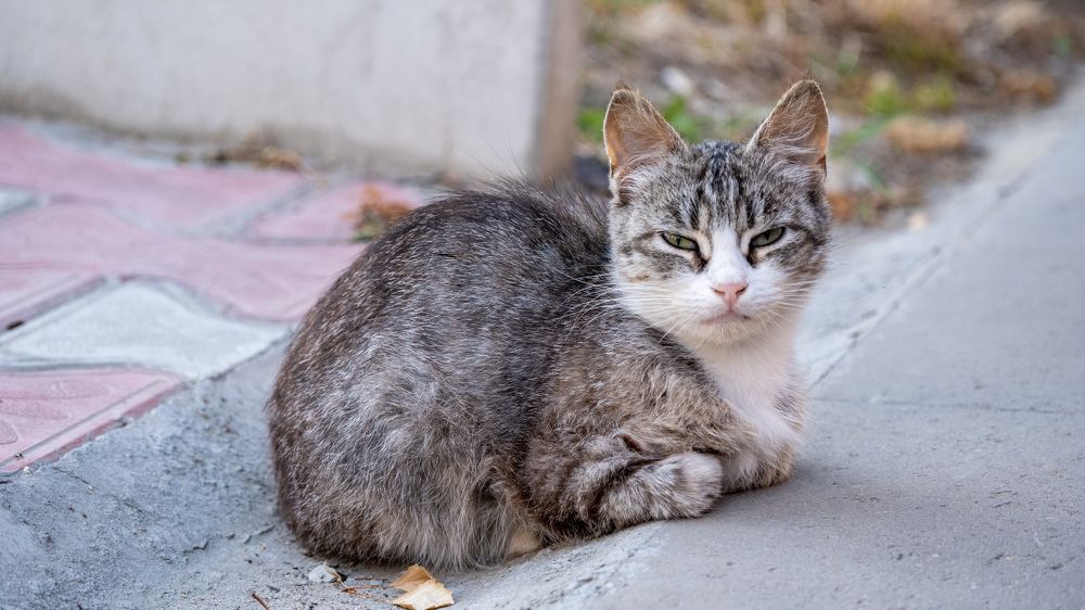 Photograph by Михаил Алещенков