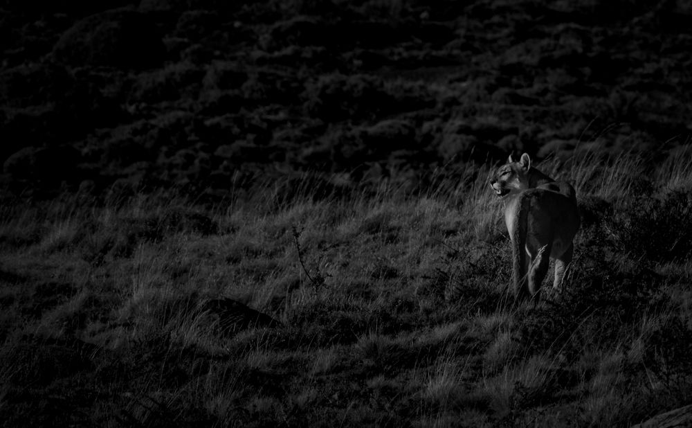 Photograph by Alexander Roizman