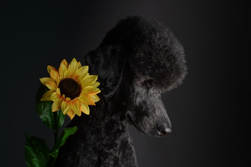 Photograph by Igor Sremac