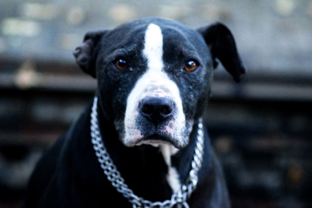 Photograph by Елени Володькова