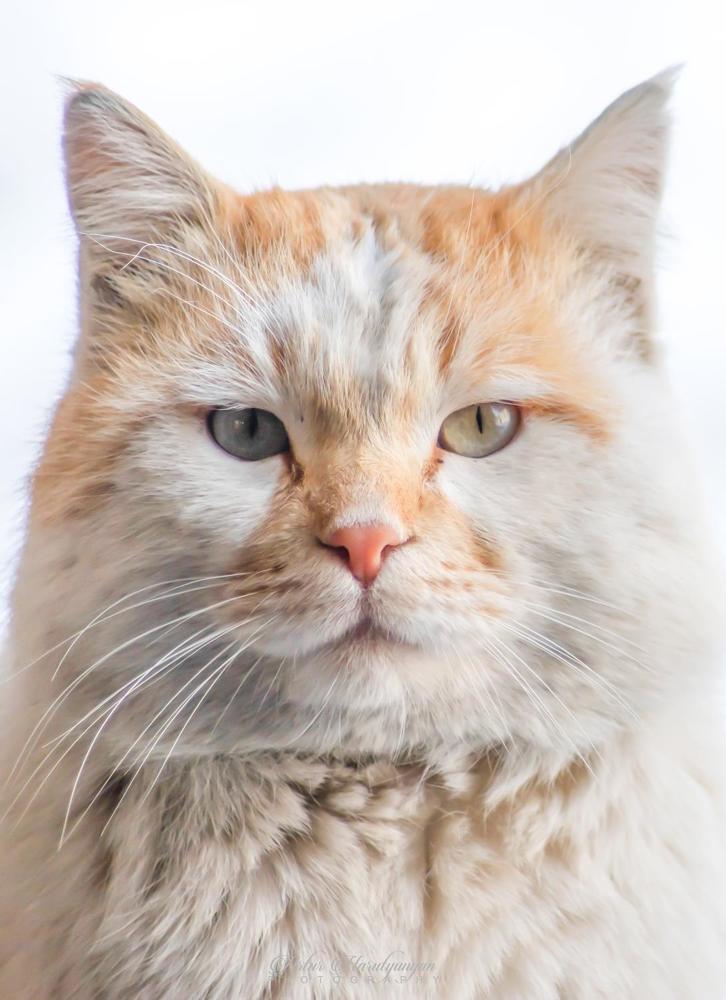 Photograph by Artur Harutyunyan