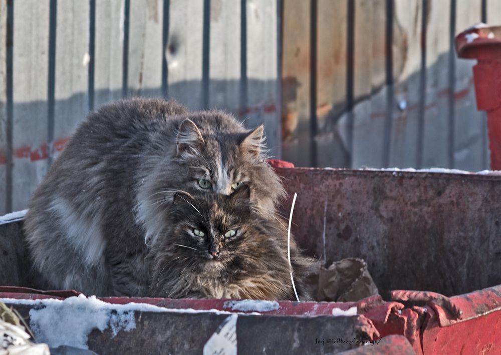 Photograph by Сергей Кириллов