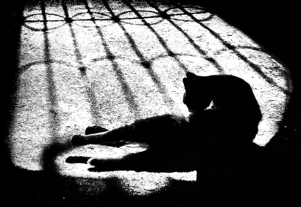 Утро Бовари