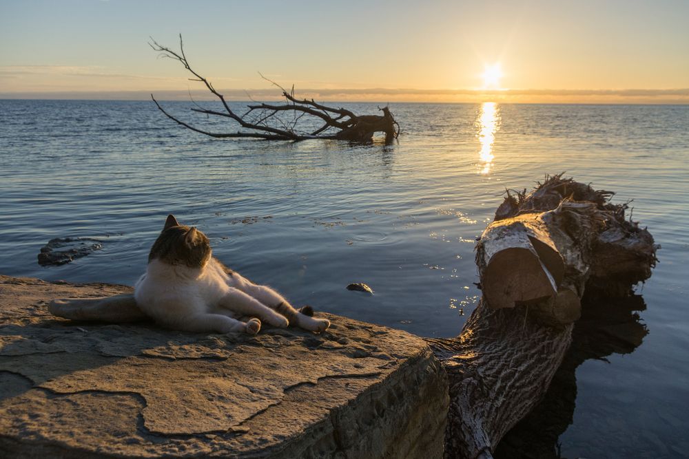 Морской котик