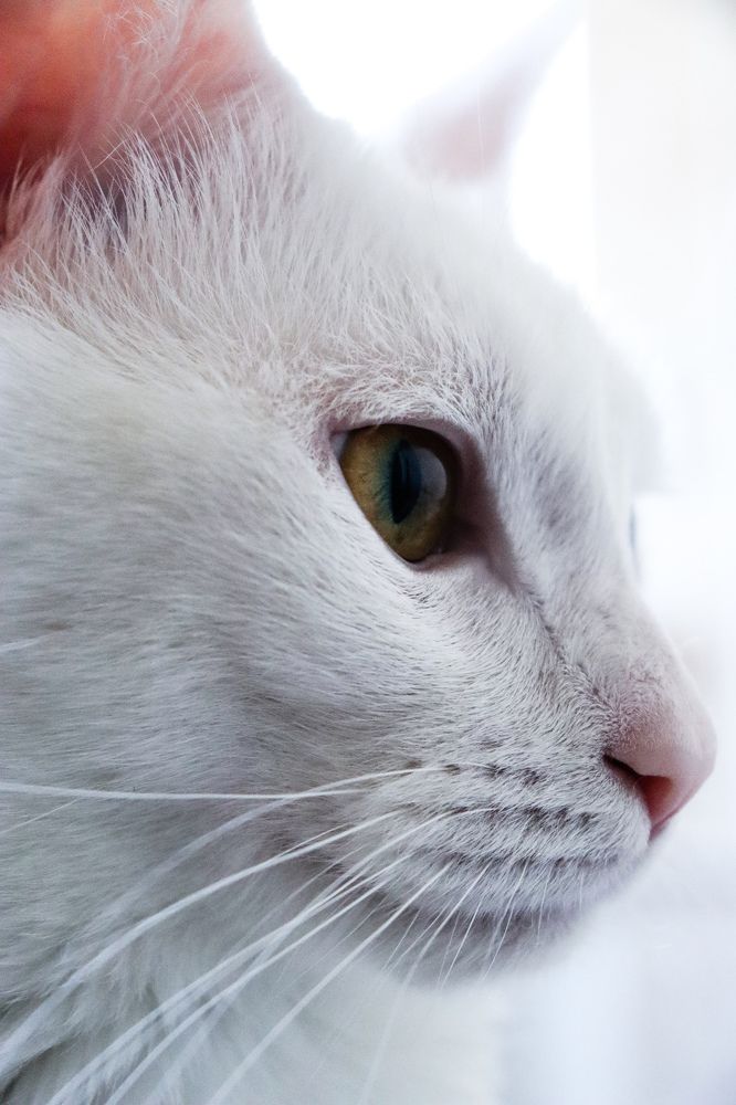 Фотография автора Юлия Гантимурова