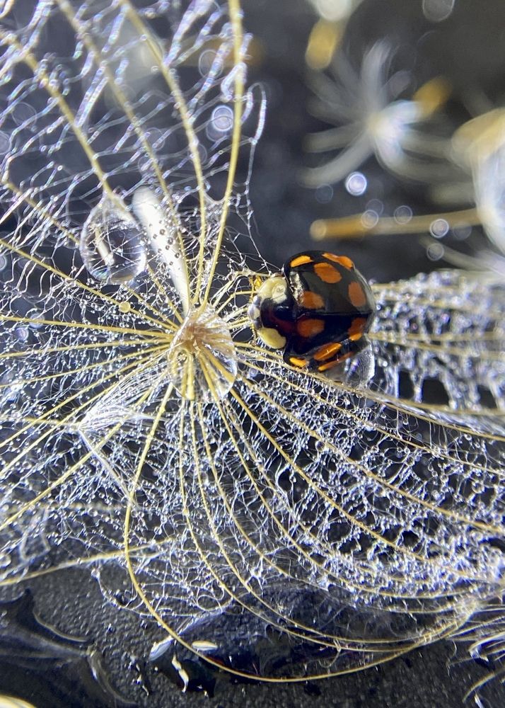 Photograph by Светлана Дмитриева