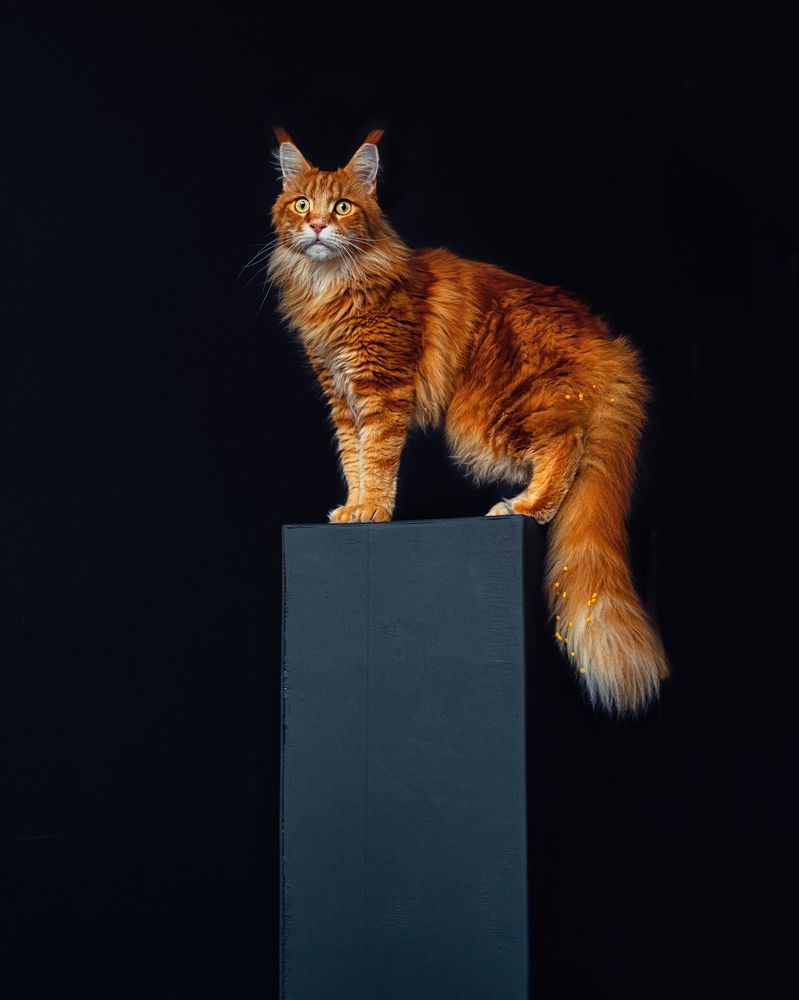 Photograph by Екатерина Кожемяко