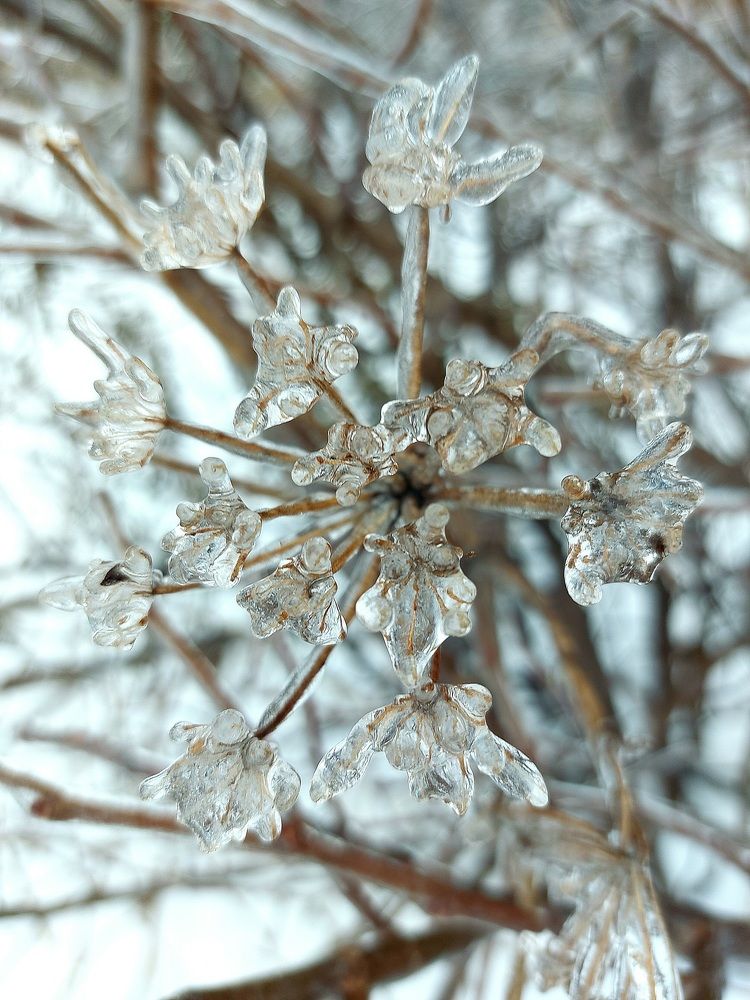 Photograph by Щеголихина Елена Евгеньевна