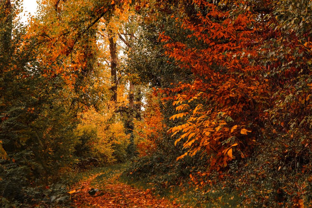 Photograph by Ch Ancuta