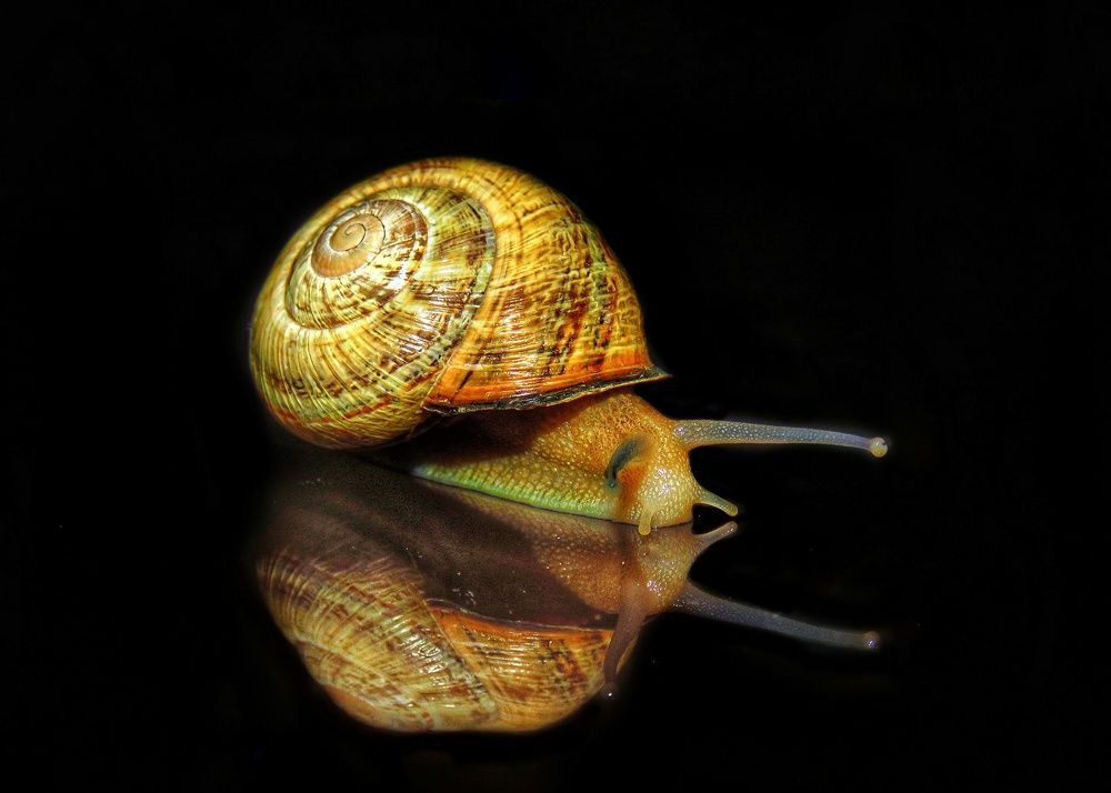 Photograph by Amin Ghaffarian