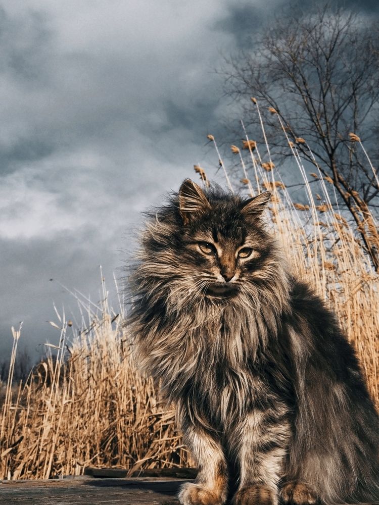 Фотография автора Наталья Алексеева