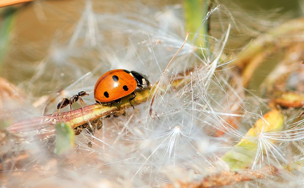 Photograph by Владимир Безбородов