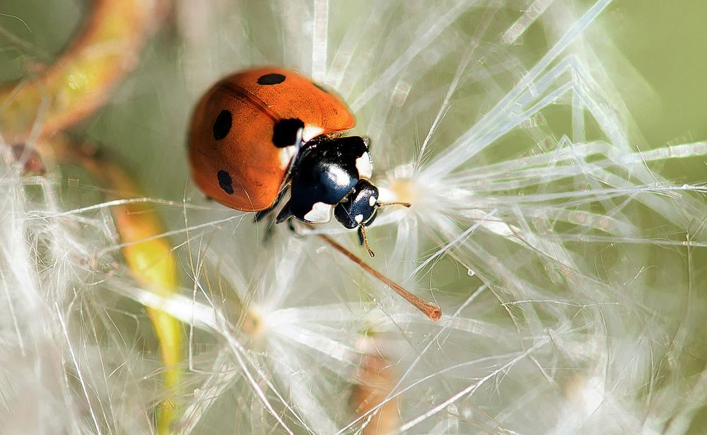 Photograph by Владимир Безбородов