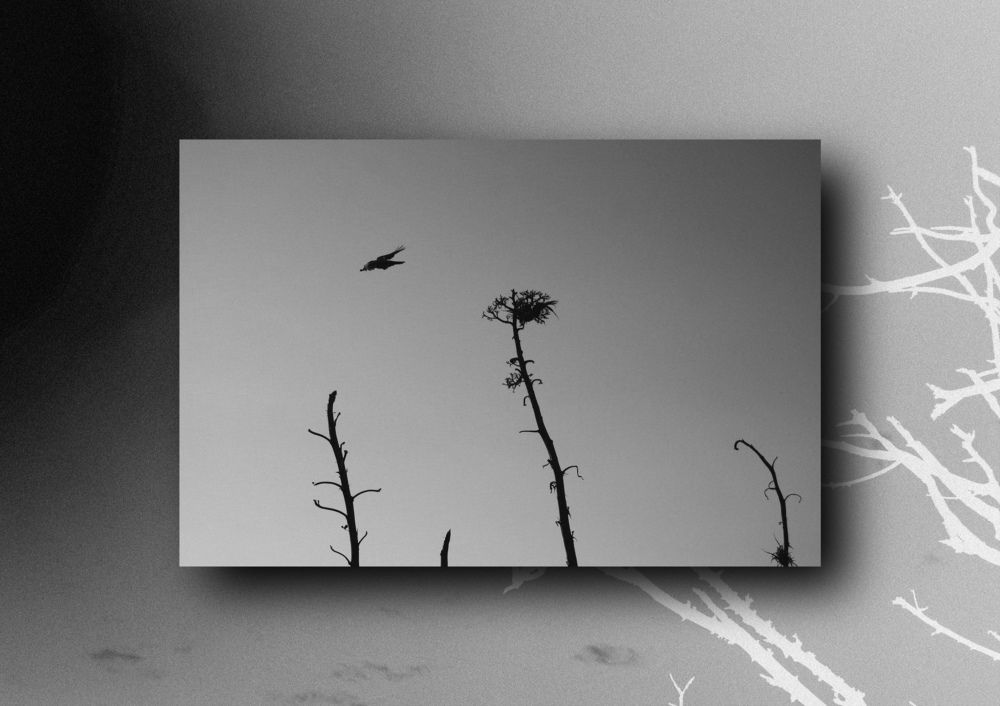 Photograph by Михаил Лунев