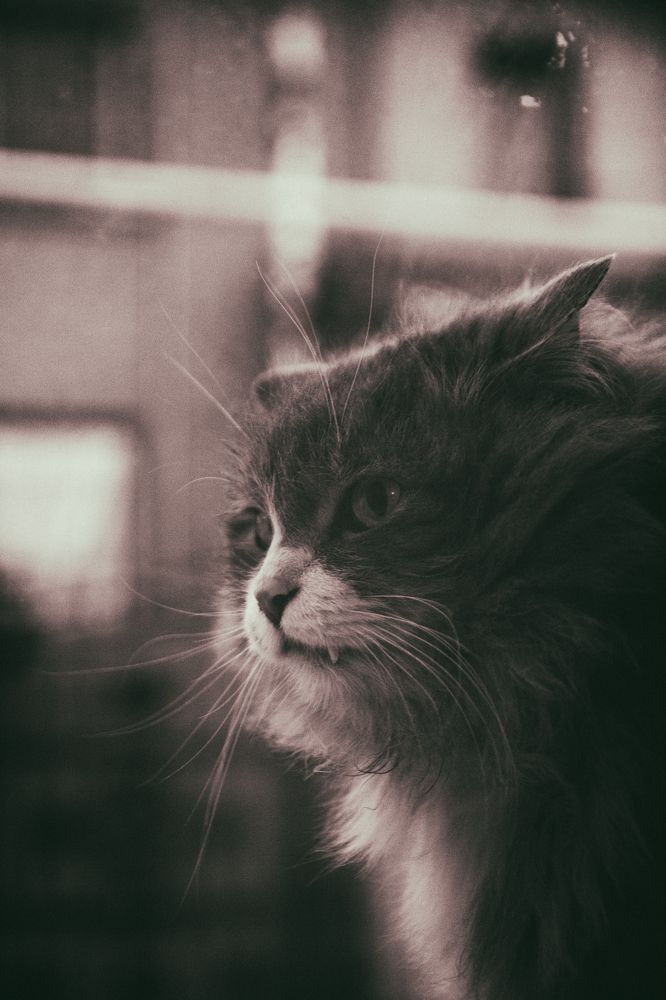 «Бродяга Василий»