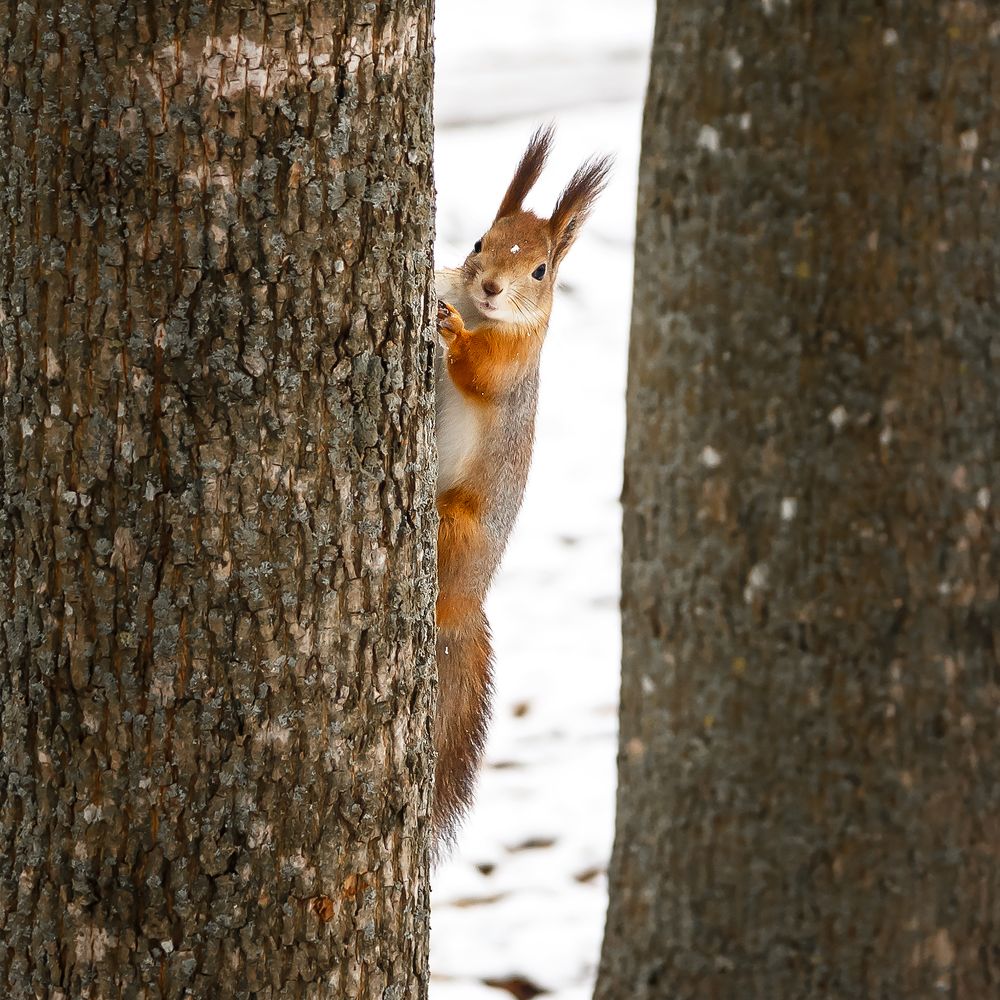 Photograph by Крышен Сергей