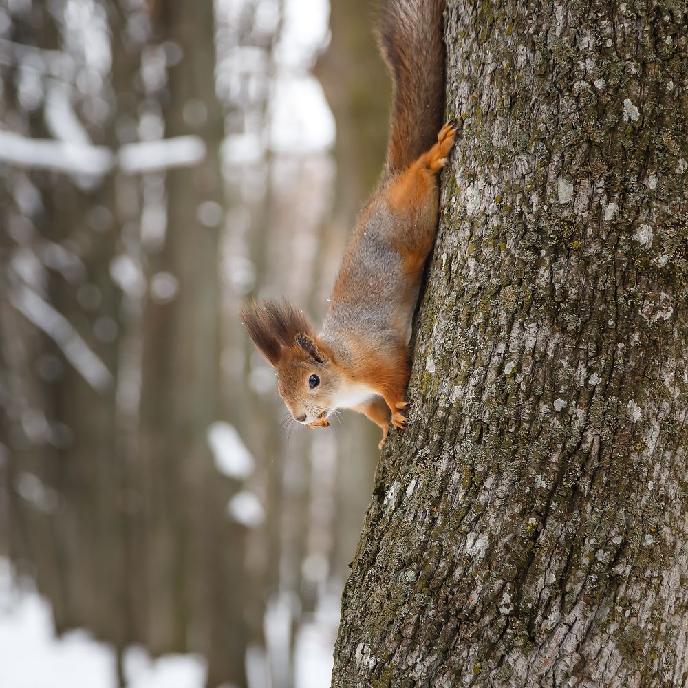 Photograph by Крышен Сергей
