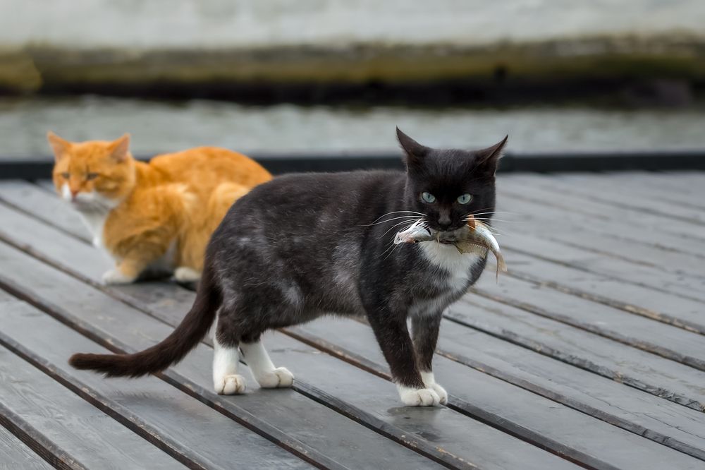 Фотография автора Дмитренко Екатерина