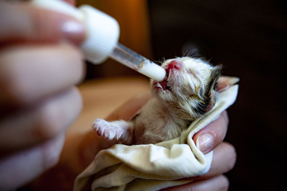 Photograph by DAMOUN POURNEMATI