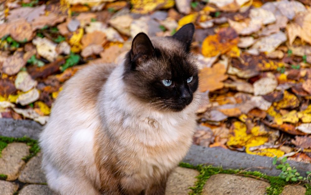 Photograph by Игорь Скорняков