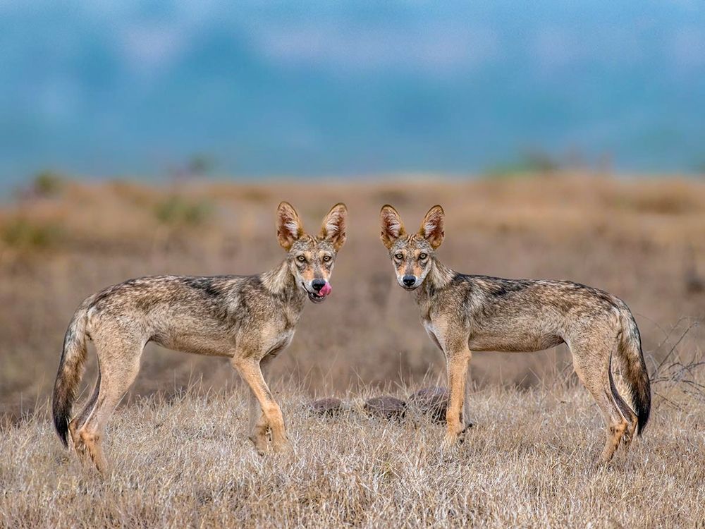 Indian Wolves duo