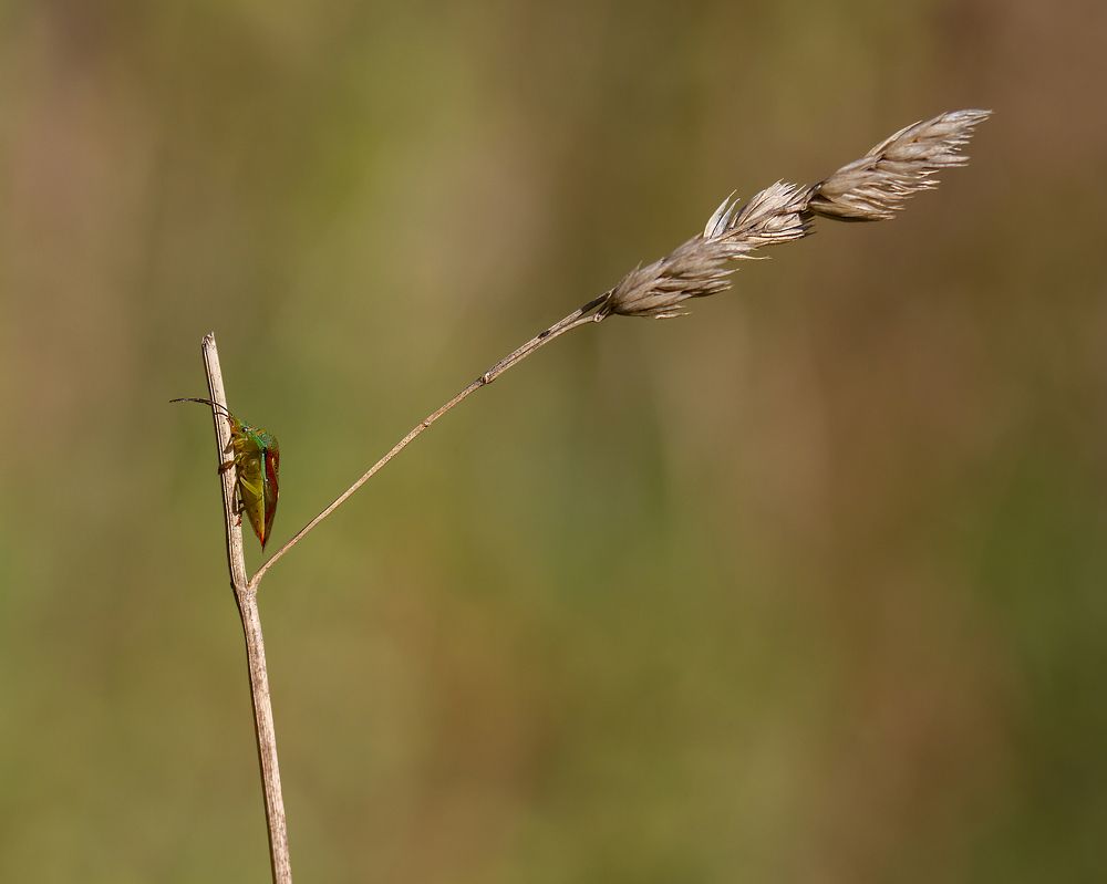 Фотография автора Andrey Pristyazhnyuk
