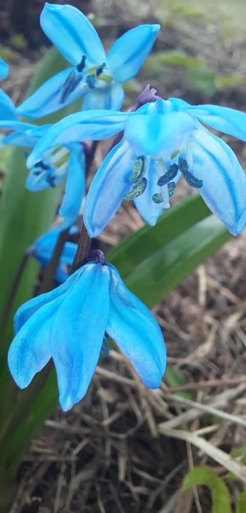 Весеннее пробуждение