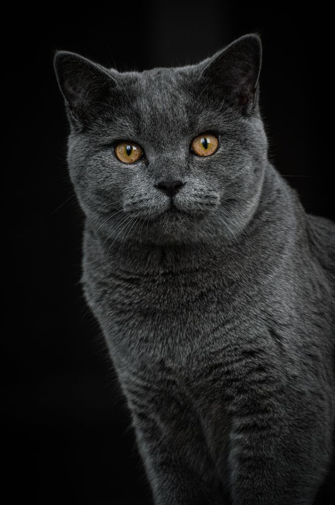 Котофей